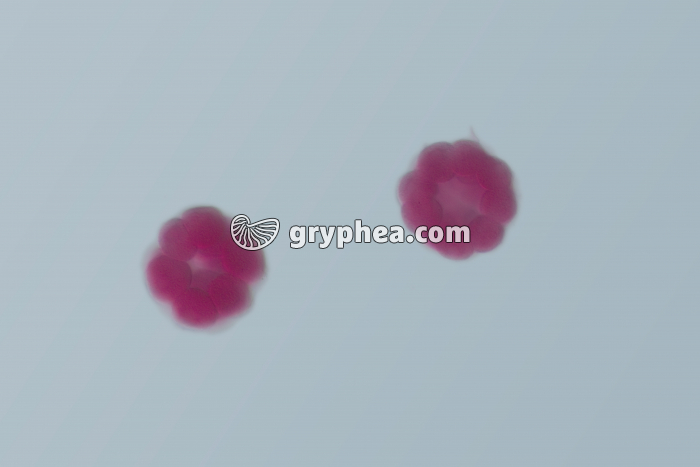 Oursin - embryologie - embryons de 16 cellules x100  - gryphea.com